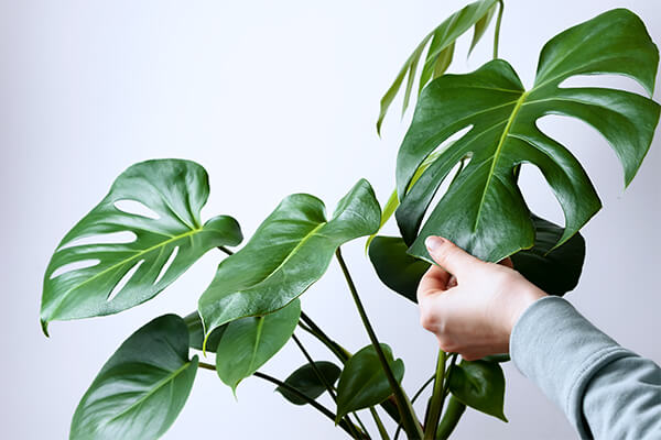 person touching monstera summerwinds arizona